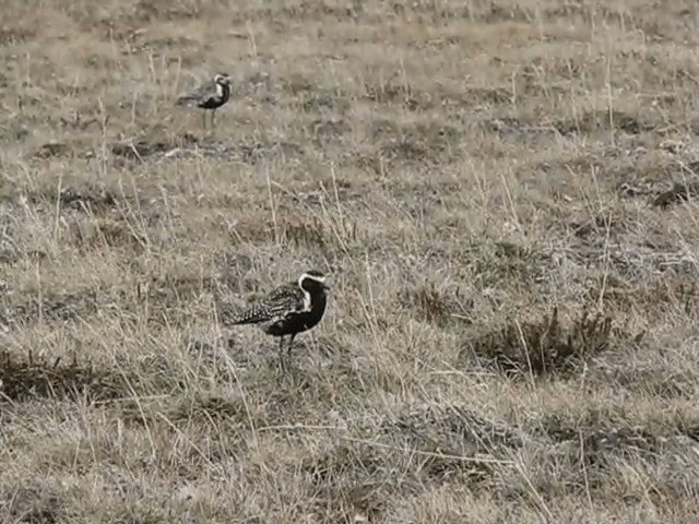 Tundra-Goldregenpfeifer - ML201701871