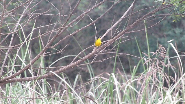 Southern Yellowthroat - ML201702141