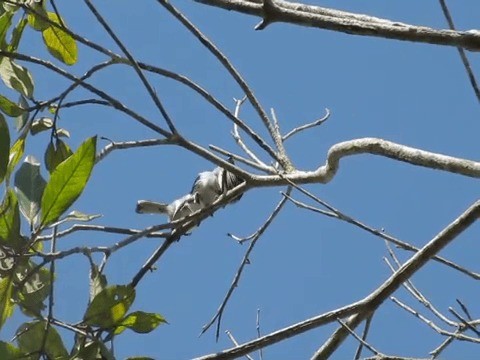 Tropical Gnatcatcher - ML201702211