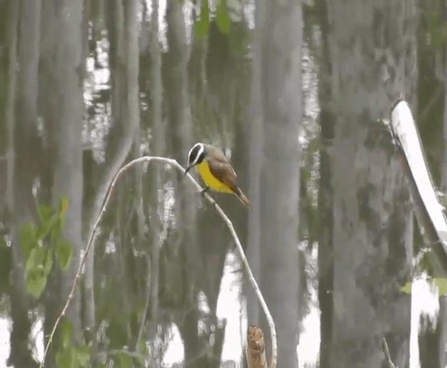 Lesser Kiskadee - ML201702281