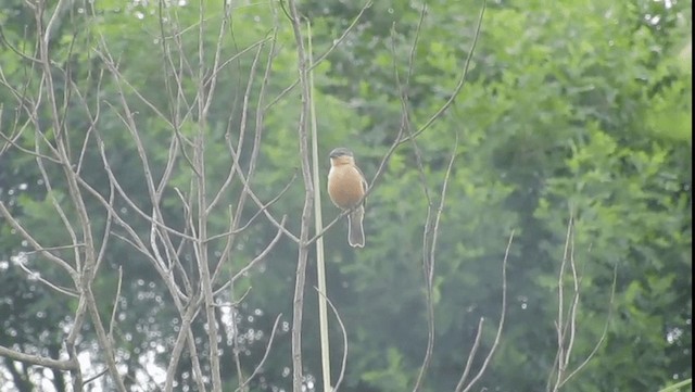 Tawny-bellied Seedeater - ML201702311