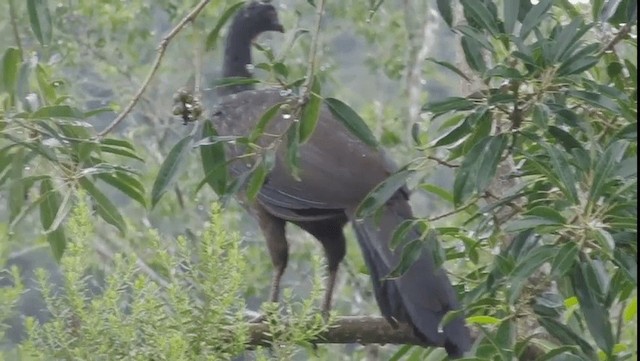 Dusky-legged Guan - ML201702321