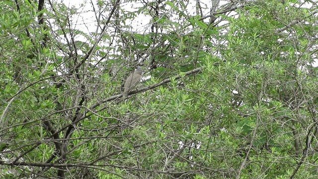 Dark-billed Cuckoo - ML201702331