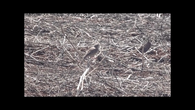 Hellmayr's Pipit - ML201702391