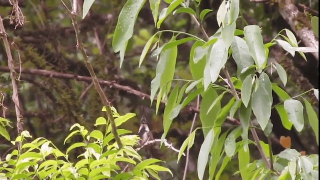 kolibřík paraguayský - ML201702401