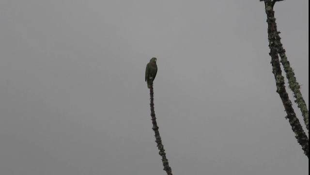 ブドウイロボウシインコ - ML201702421