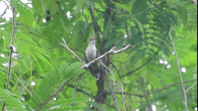 kolibřík paraguayský - ML201702431