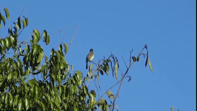 Short-crested Flycatcher - ML201702471