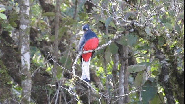 trogon surucua (ssp. surrucura) - ML201702481