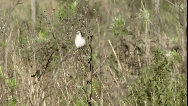 Lesser Grass-Finch - ML201702551