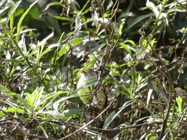 Eared Pygmy-Tyrant - ML201702561