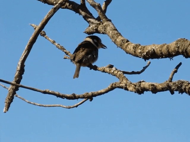 White-eared Puffbird - ML201702571