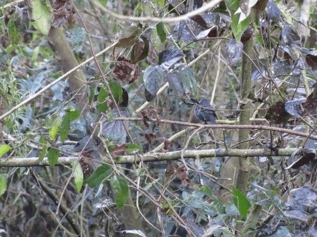 Uniform Finch - ML201702591