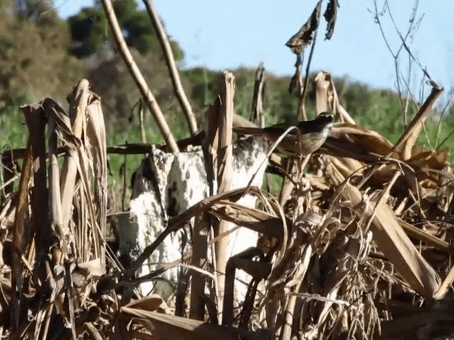 Green-winged Saltator - ML201702601