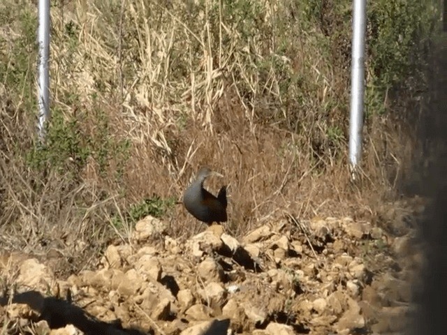 Slaty-breasted Wood-Rail - ML201702611