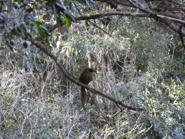 Rufous-capped Motmot - ML201702621