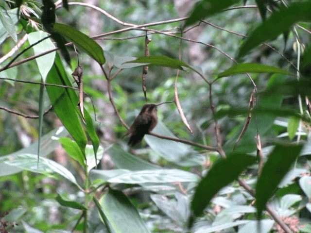 Dusky-throated Hermit - ML201702641