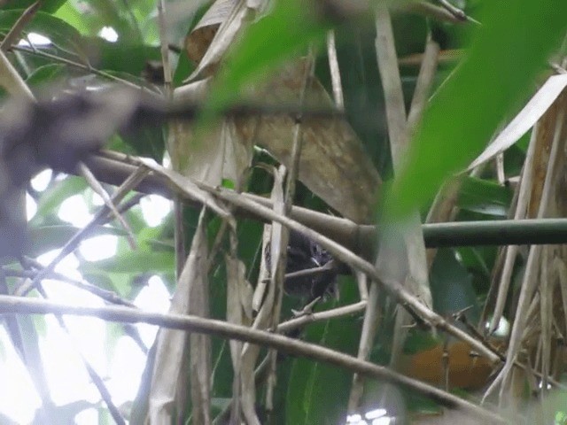 Ochre-rumped Antbird - ML201702651