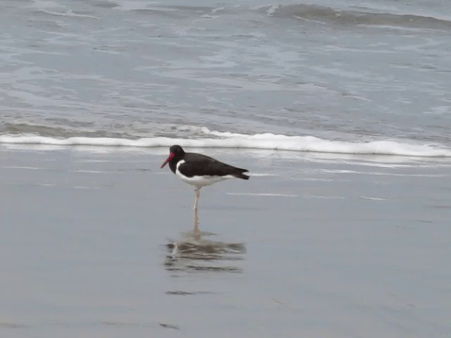 American Oystercatcher - ML201702661