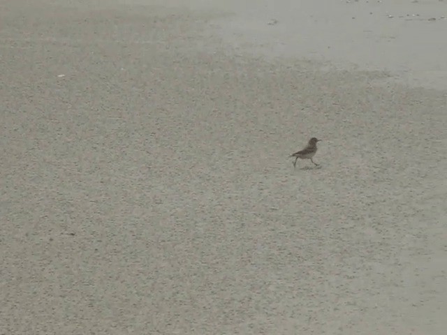 Common Miner - ML201702671