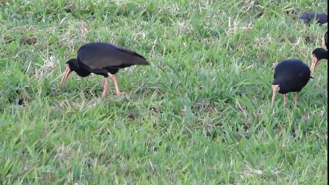 Ibis à face nue - ML201702681