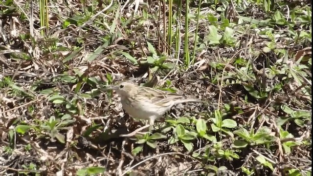Hellmayr's Pipit - ML201702691
