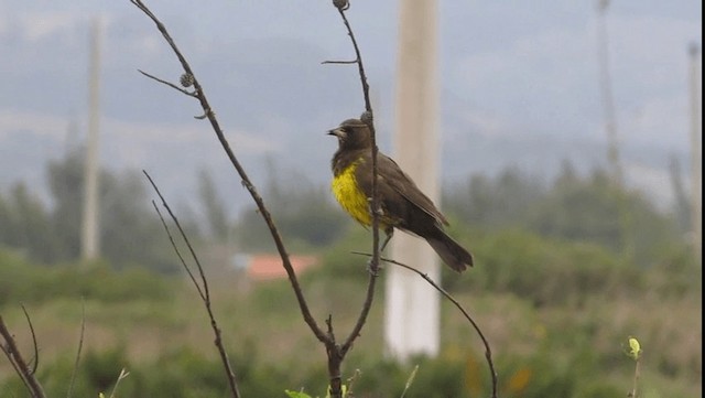 Tordo Pechiamarillo - ML201702711