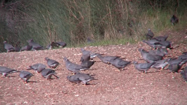 Pigeon à queue barrée (groupe fasciata) - ML201702731