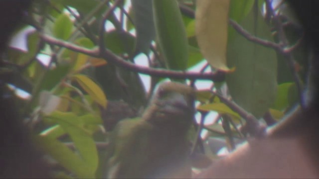 Mountain Barbet - ML201702771