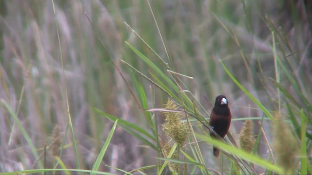 Chestnut Munia (Chestnut) - ML201702801