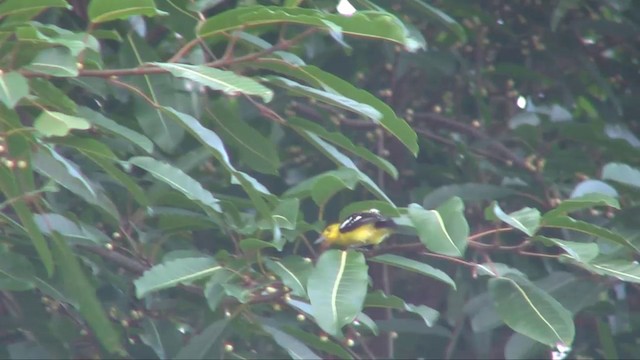 Common Iora - ML201702831