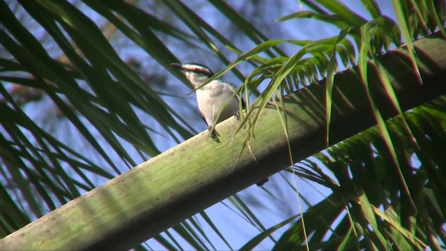 Pied Triller - ML201702851