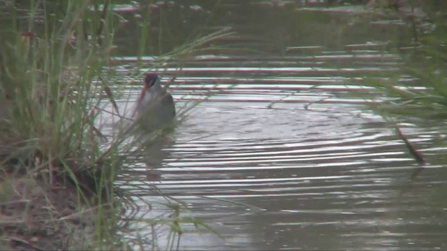 White-browed Crake - ML201702871