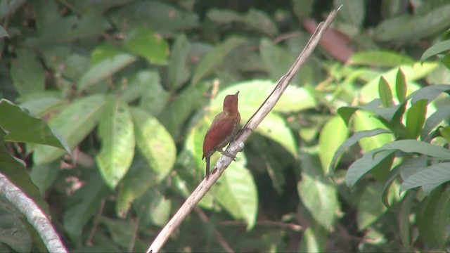 Banded Woodpecker - ML201702881