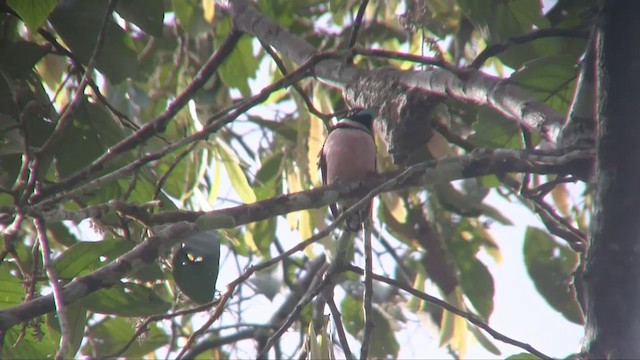 Black-and-yellow Broadbill - ML201702911