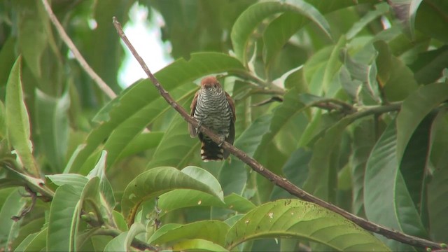 Violet Cuckoo - ML201702931