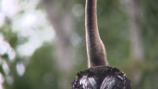 Anhinga Asiática - ML201703021