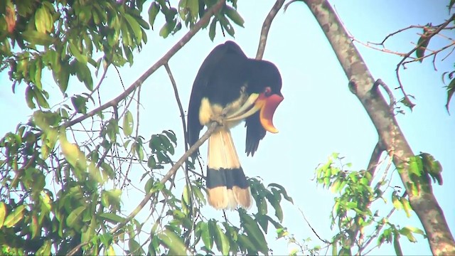 Rhinoceros Hornbill - ML201703041