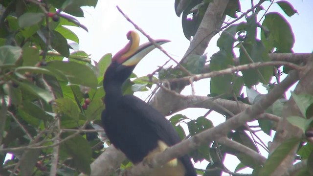 Rhinoceros Hornbill - ML201703051