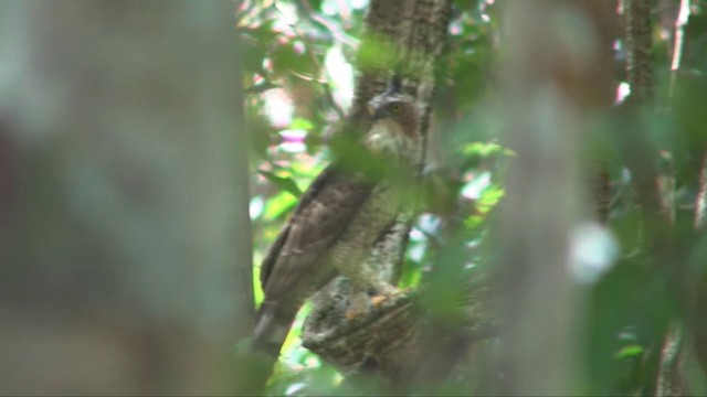 Wallace's Hawk-Eagle - ML201703061