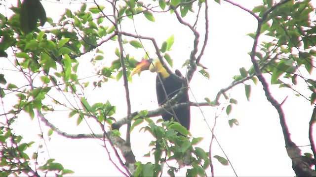 Wrinkled Hornbill - ML201703081