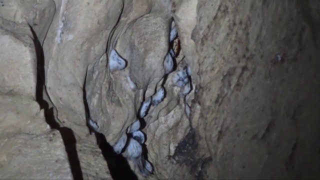 白燕窩金絲燕(fuciphagus群) - ML201703101