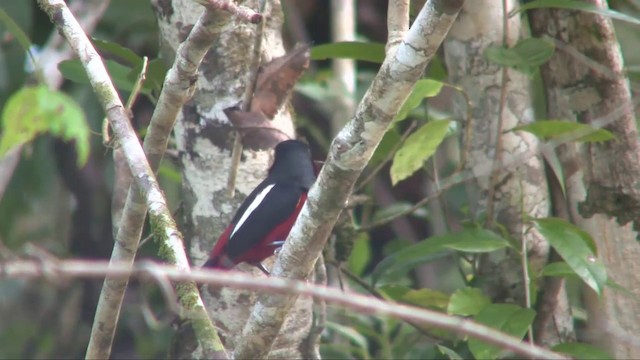 Black-and-red Broadbill (Black-and-red) - ML201703121