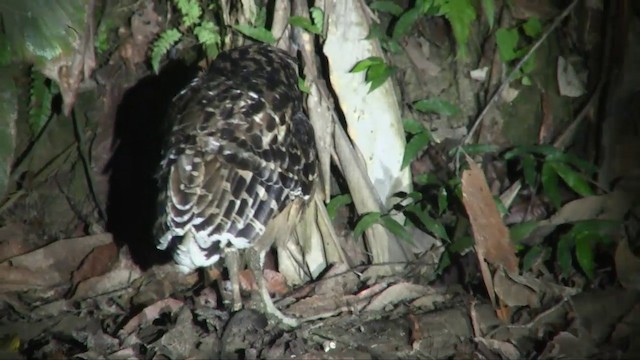 Buffy Fish-Owl - ML201703131