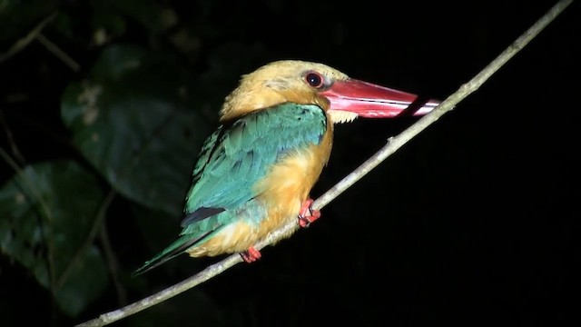 コウハシショウビン - ML201703161