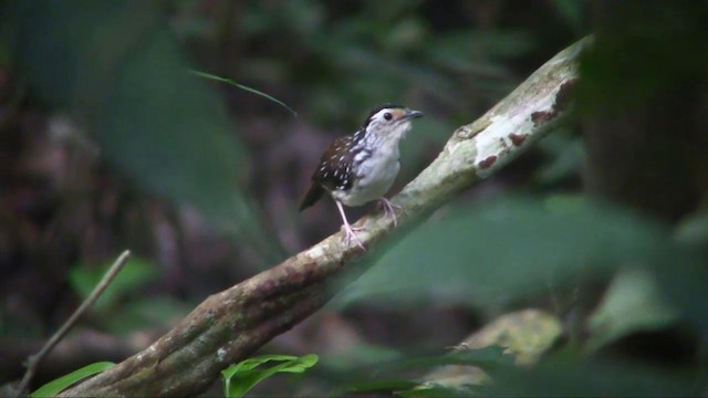 Striped Wren-Babbler - ML201703201