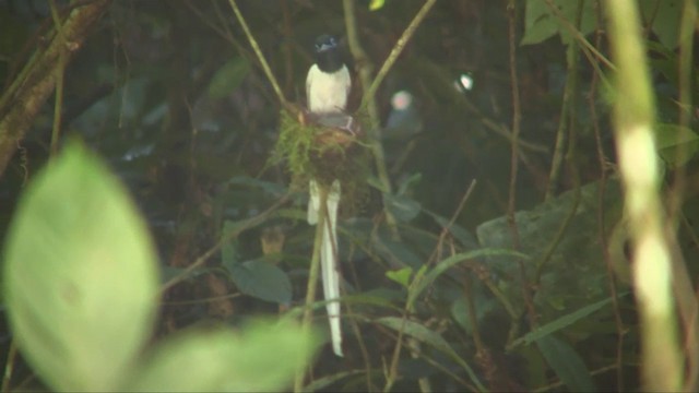 Blyth's Paradise-Flycatcher (Blyth's) - ML201703251