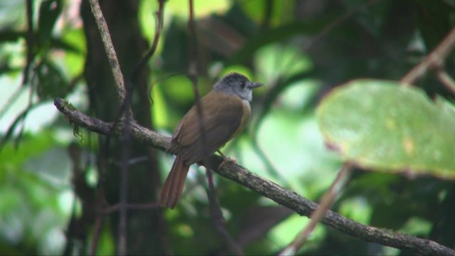 Yellow-bellied Bulbul - ML201703261