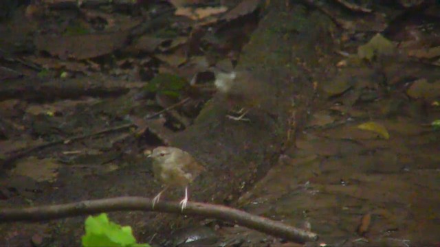 Short-tailed Babbler - ML201703281