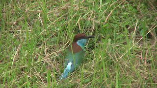  - Blue-throated Bee-eater